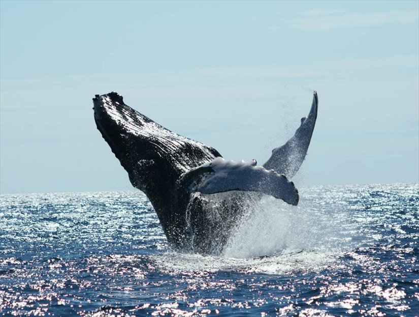 Whale Watching Tour in Samana Dominican Republic.